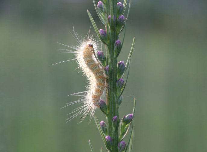 Caterpillar on liatris springer