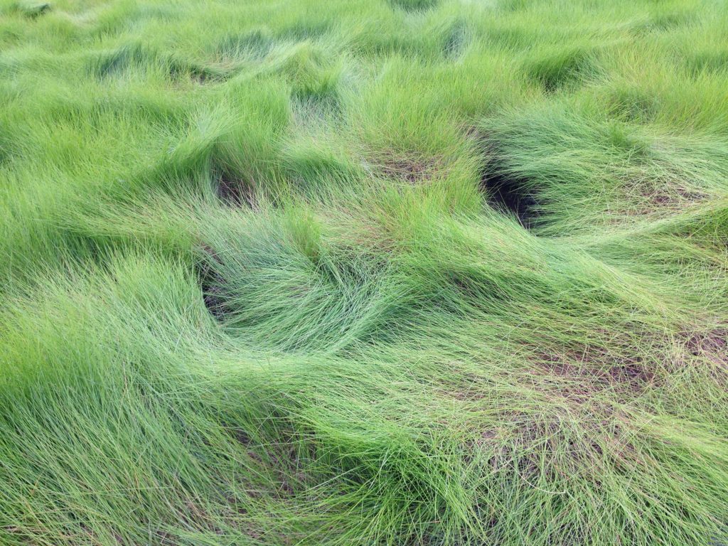 Image of Spartina patens