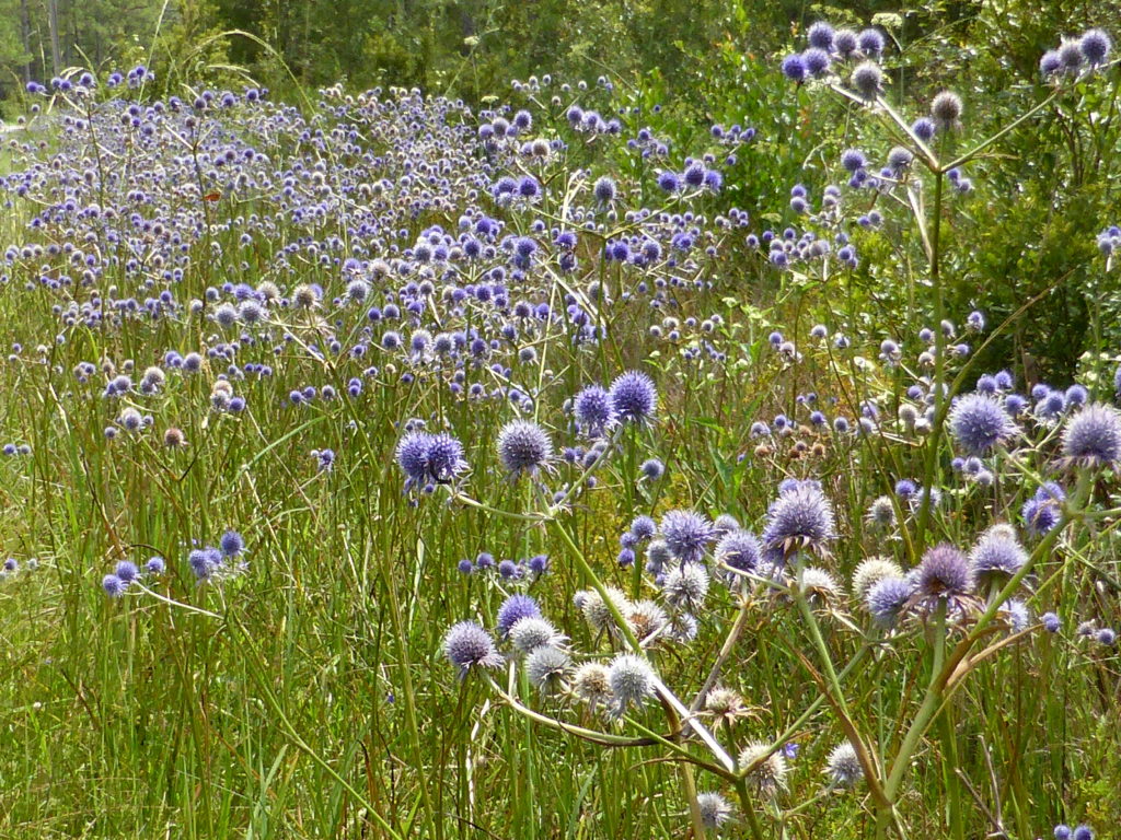 Eryngium in Florida Panhandle